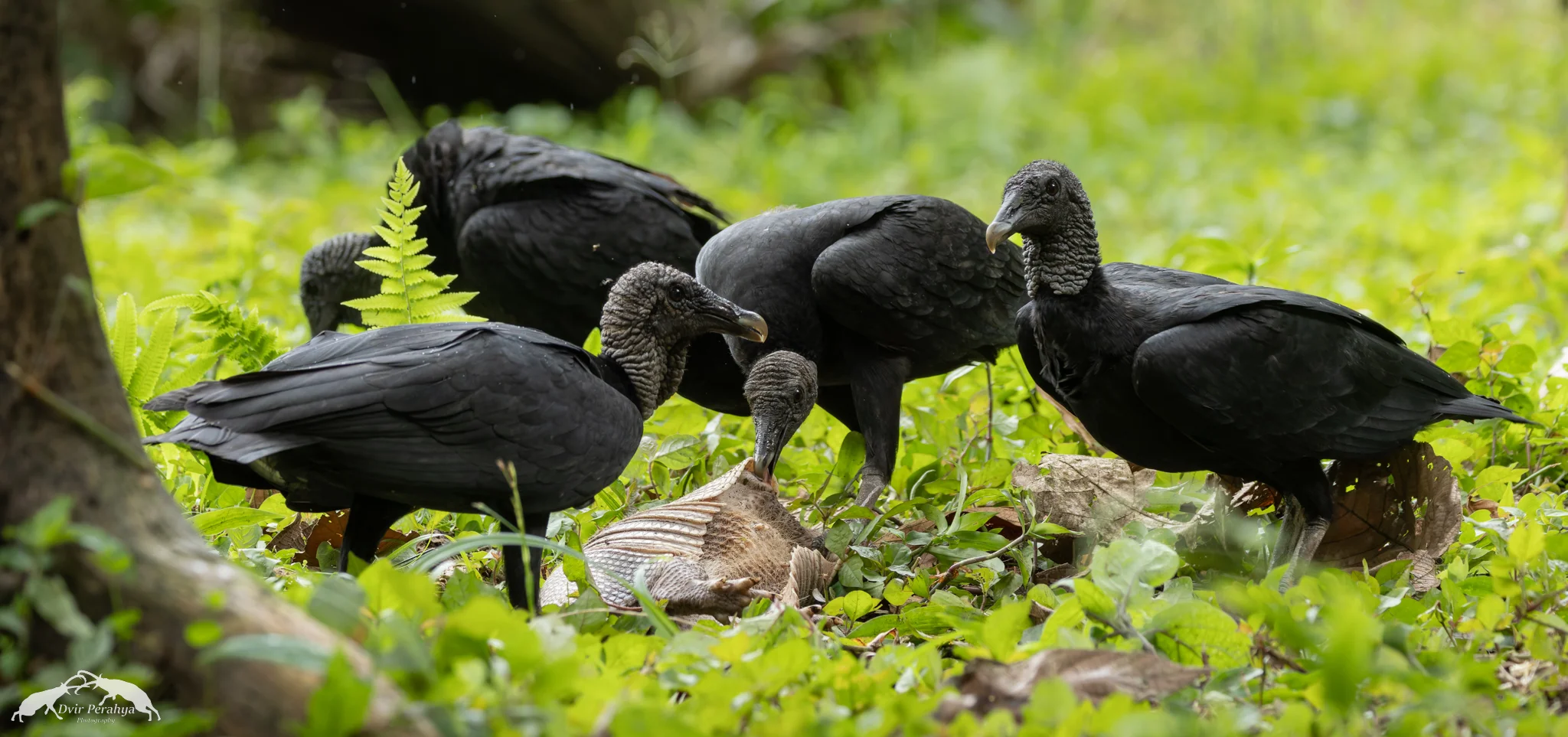 Black Vulture eating Armadillo, Arenal